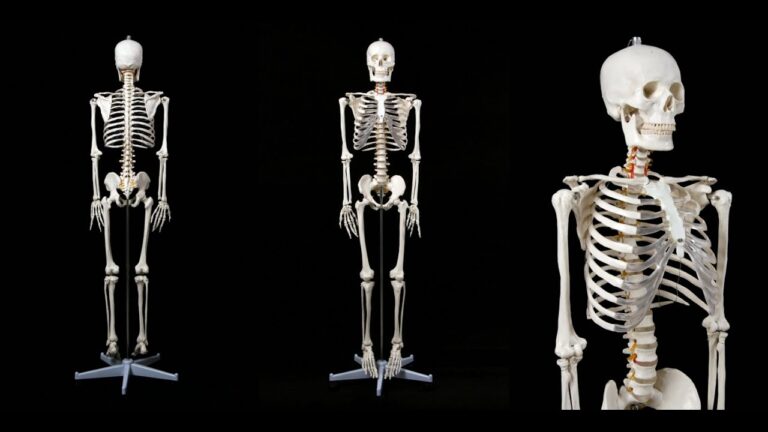 Анатомическая модель скелета взрослого человека