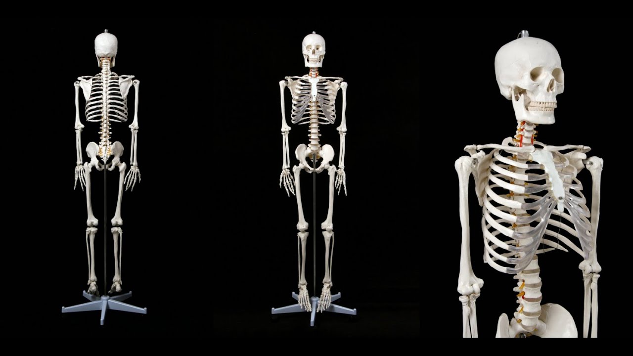 Анатомическая модель скелета взрослого человека