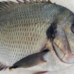 Морская рыба добытая в зоне вылова ФАО 61 Тихого океана