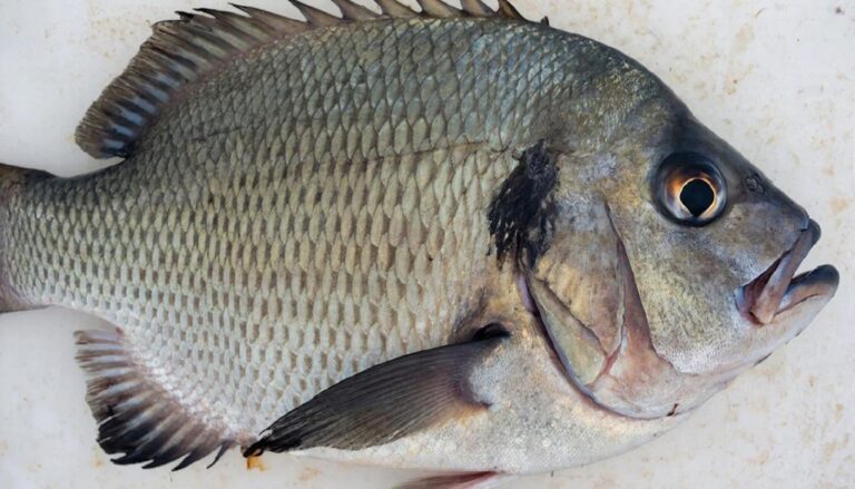 Морская рыба добытая в зоне вылова ФАО 61 Тихого океана