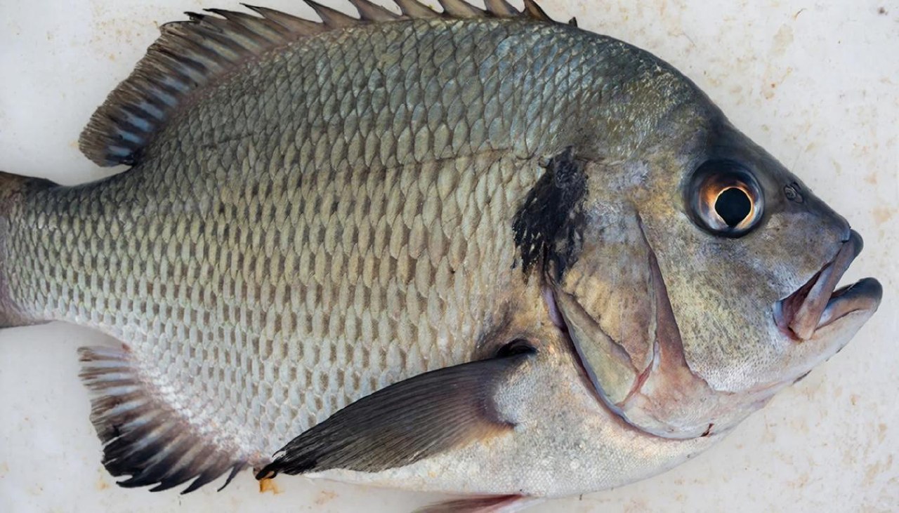 Морская рыба добытая в зоне вылова ФАО 61 Тихого океана